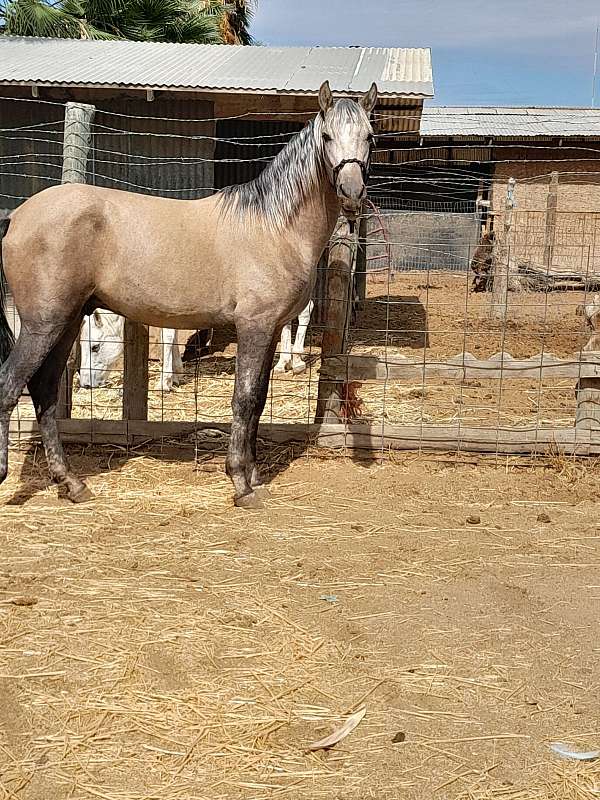 silb-multicolored-horse