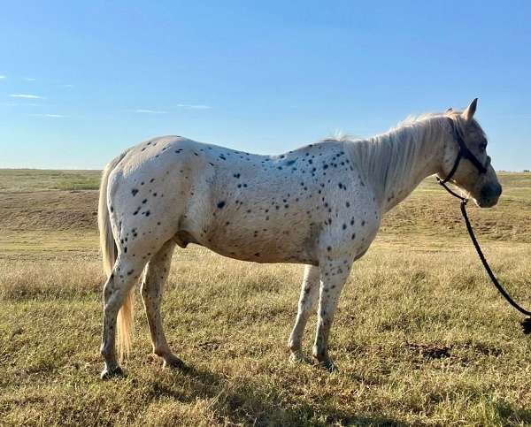 pony-gelding