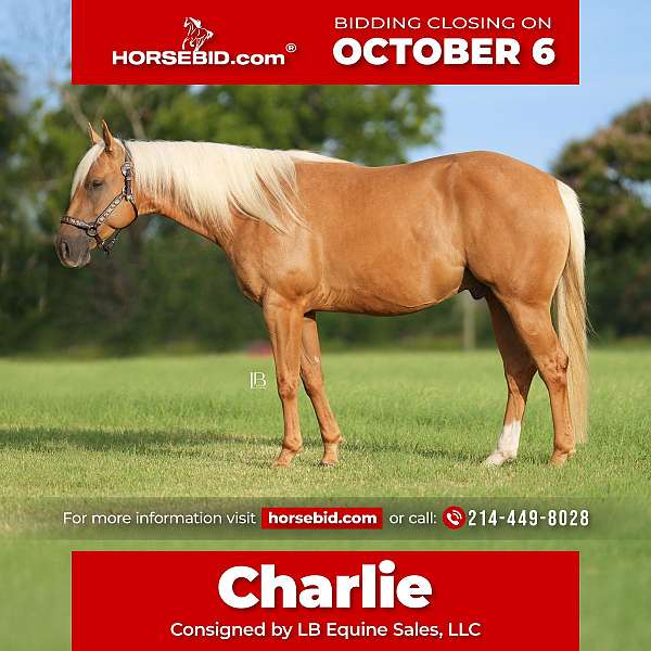 all-around-quarter-horse