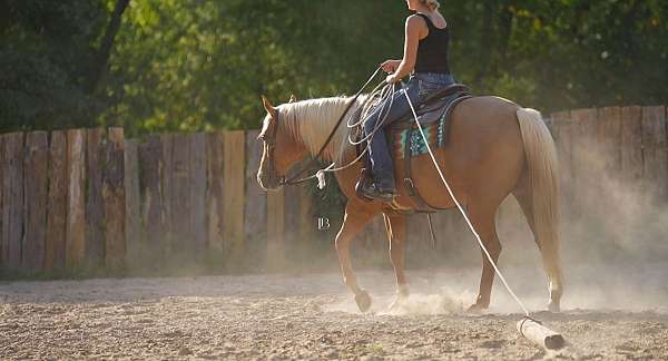 athletic-quarter-horse