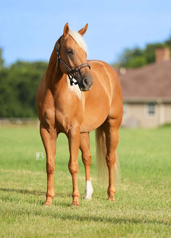 flashy-quarter-horse