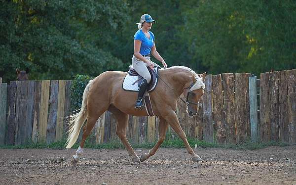 performance-quarter-horse