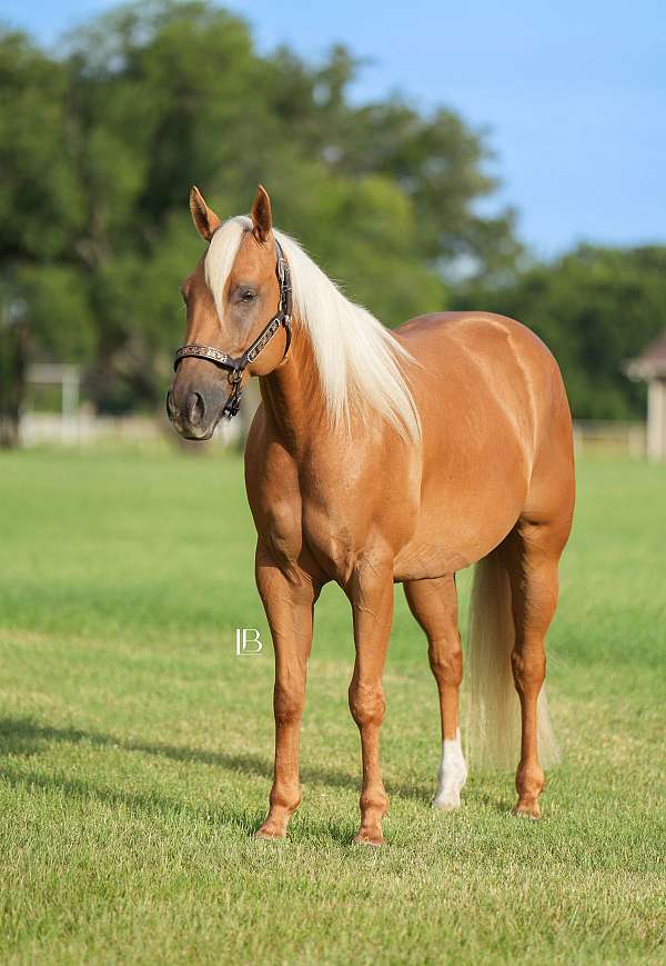 husband-safe-quarter-horse