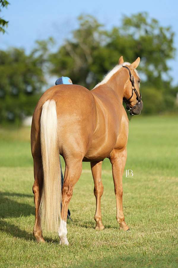 hunter-jumper-quarter-horse