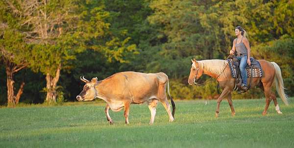 ranch-quarter-horse