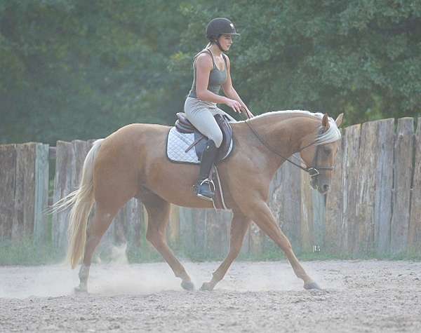 ranch-work-quarter-horse