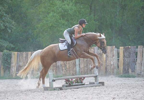 ridden-english-quarter-horse