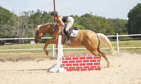show-hack-quarter-horse