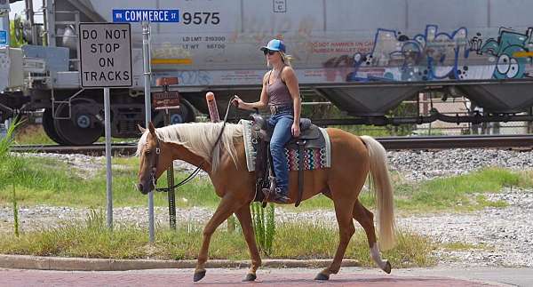 trail-quarter-horse