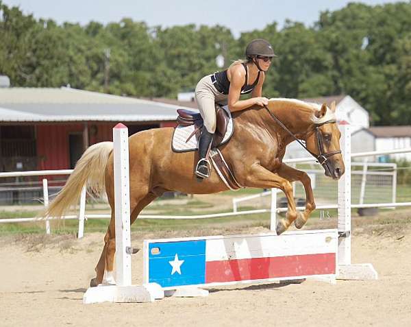 trail-riding-quarter-horse