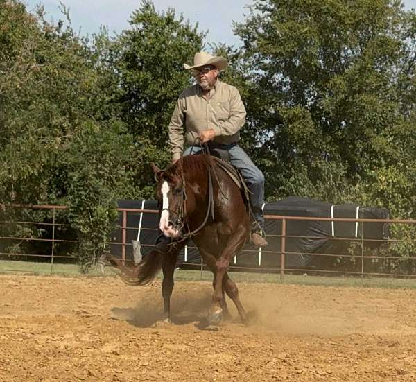flashy-quarter-horse