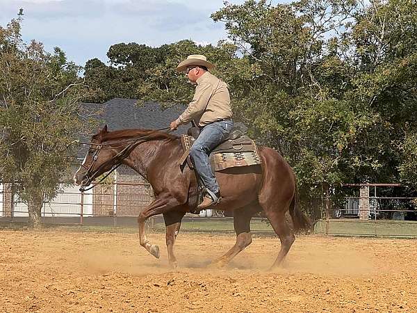 athletic-quarter-horse