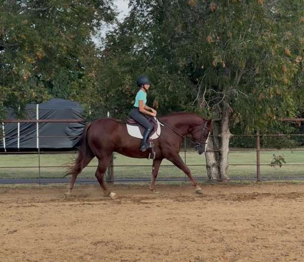 jumping-quarter-horse