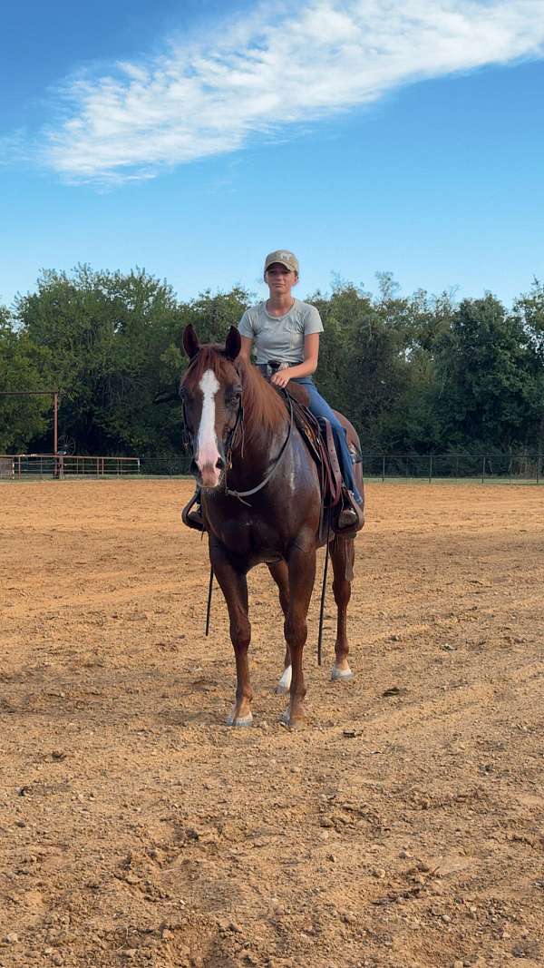 ranch-versatility-quarter-horse