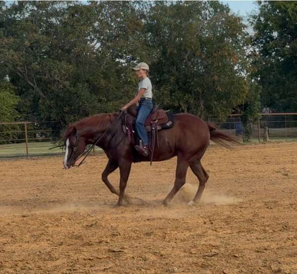 reined-cow-quarter-horse