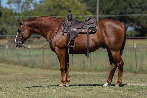 reining-quarter-horse
