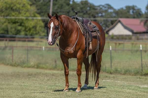 performance-quarter-horse