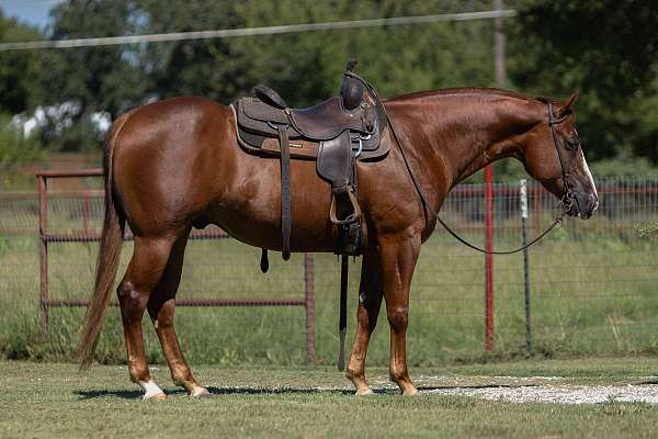 husband-safe-quarter-horse