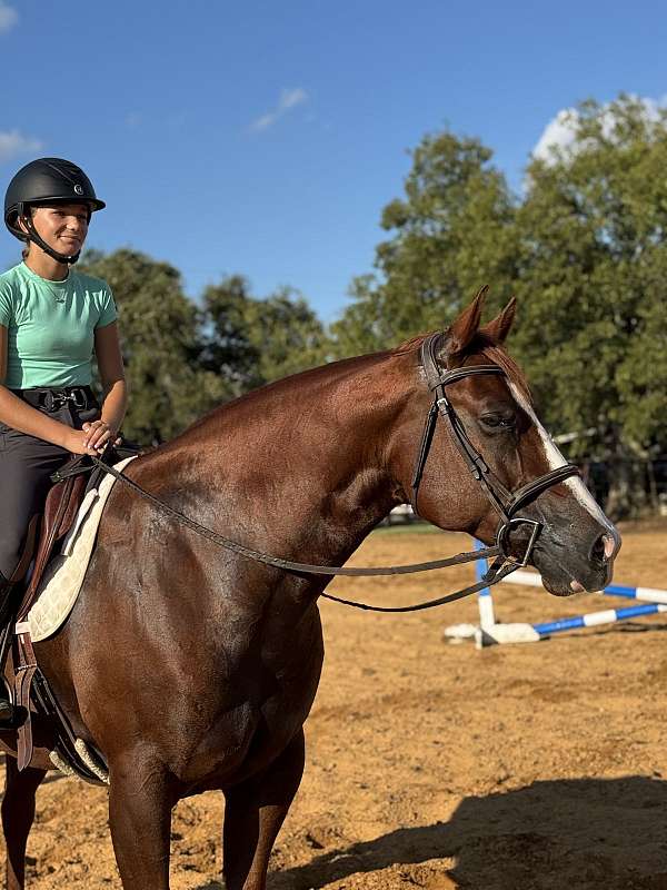 ridden-english-quarter-horse