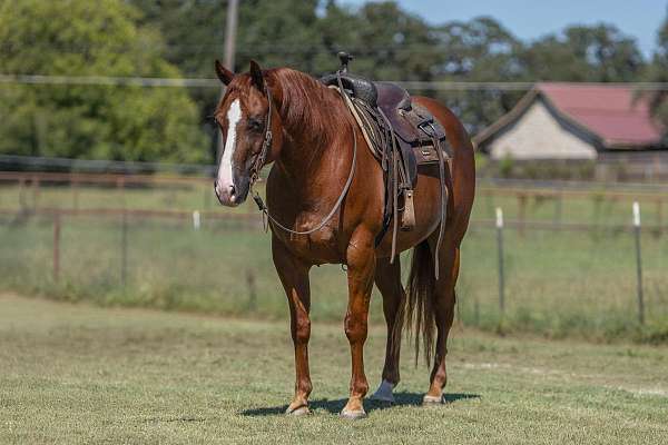 ridden-western-quarter-horse