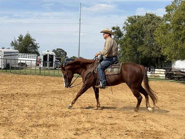 roping-quarter-horse