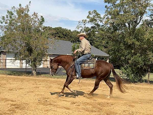 show-quarter-horse