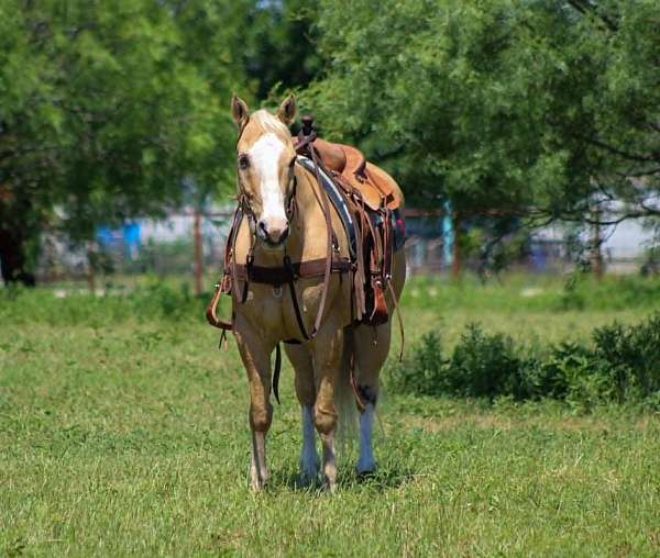 palomino-quarter-horse
