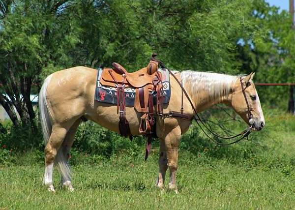 near-me-quarter-horse