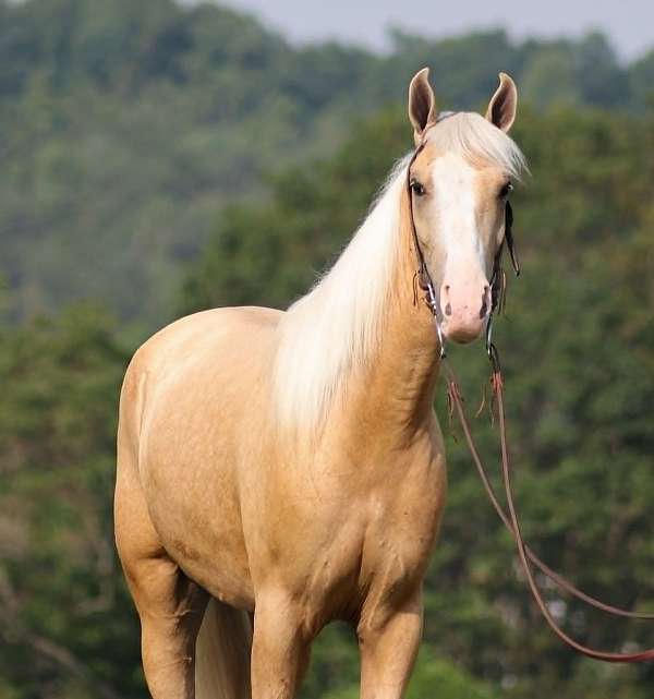 all-around-tennessee-walking-horse