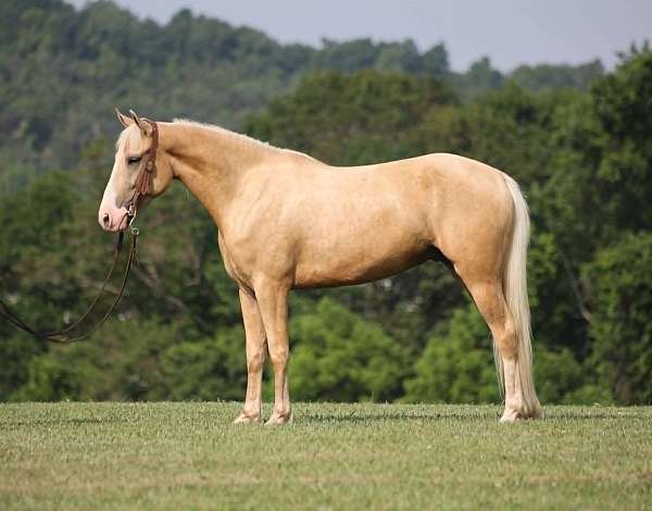 athletic-tennessee-walking-horse