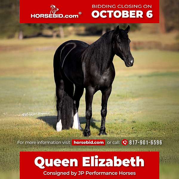 all-around-friesian-horse