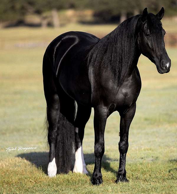 athletic-friesian-horse