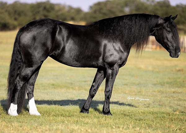 cross-friesian-horse