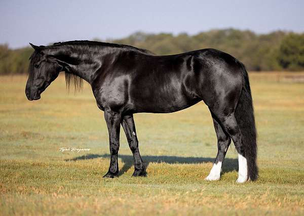 dressage-friesian-horse