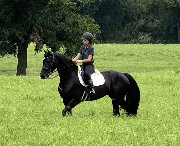 flashy-friesian-horse