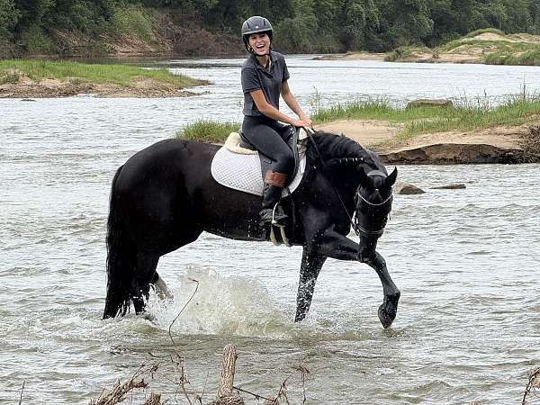 jumping-friesian-horse