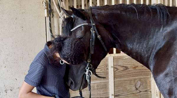 performance-friesian-horse