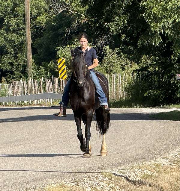 ridden-english-friesian-horse