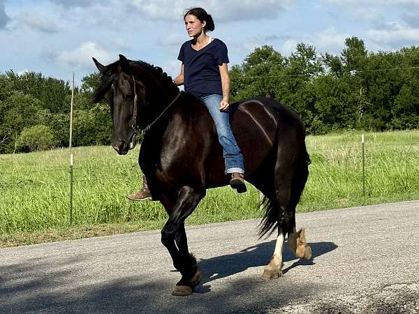 ridden-western-friesian-horse