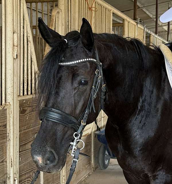 show-friesian-horse
