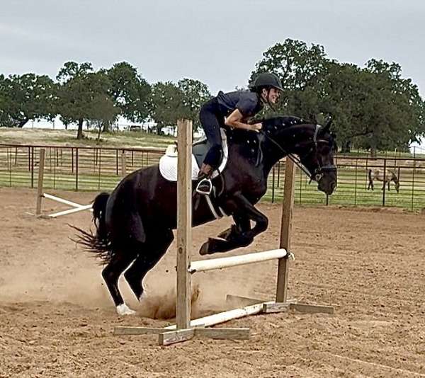 trail-friesian-horse