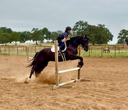 trail-riding-friesian-horse
