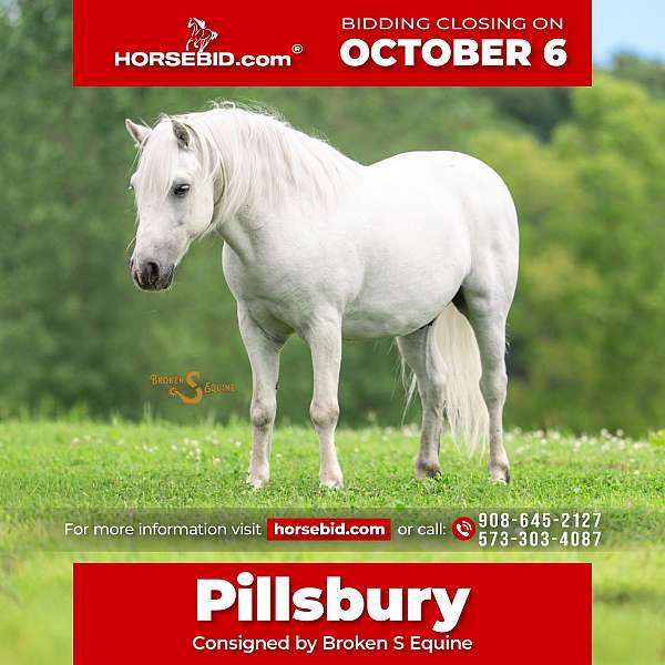 all-around-welsh-pony