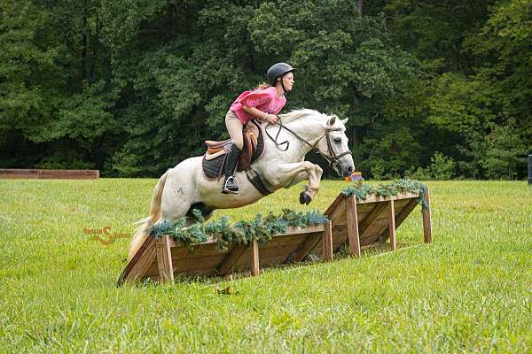 athletic-welsh-pony