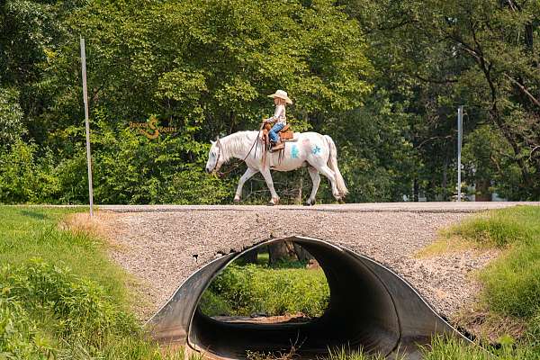 flashy-welsh-pony