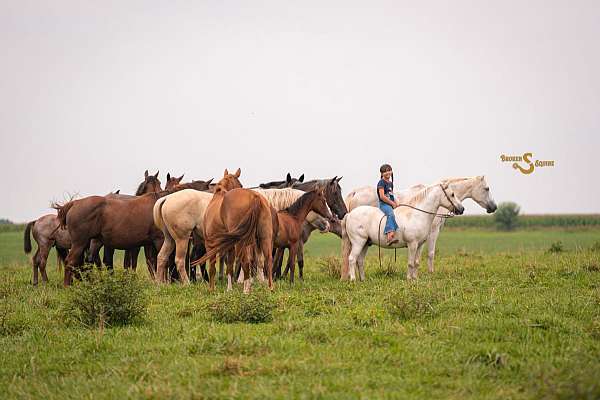 parade-welsh-pony