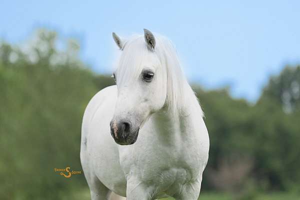 ridden-english-welsh-pony