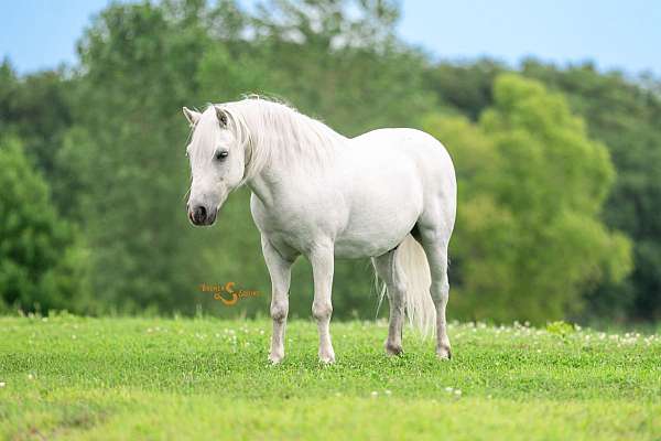 project-welsh-pony