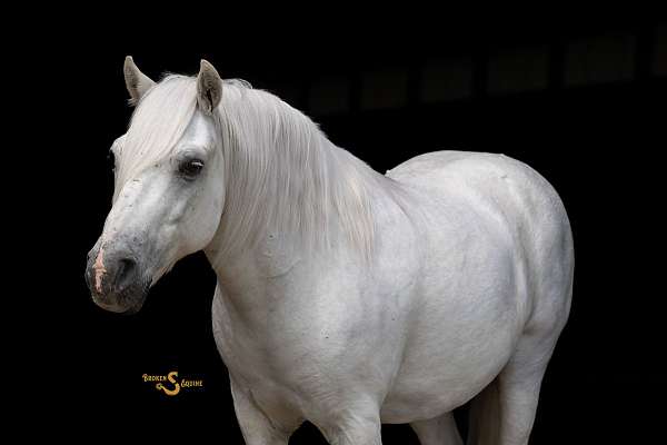 ridden-western-welsh-pony