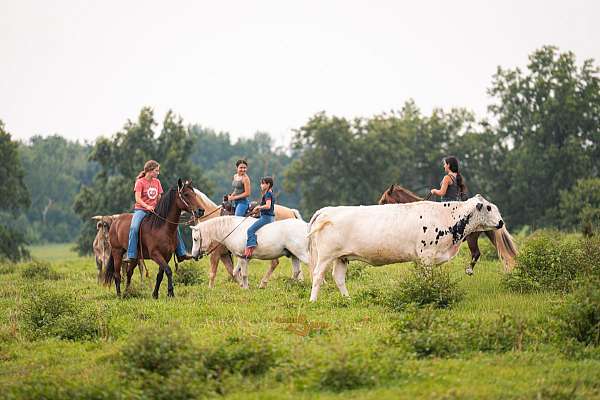trail-riding-welsh-pony